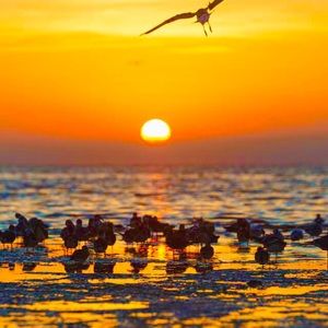 Meet your Posher, Kimber